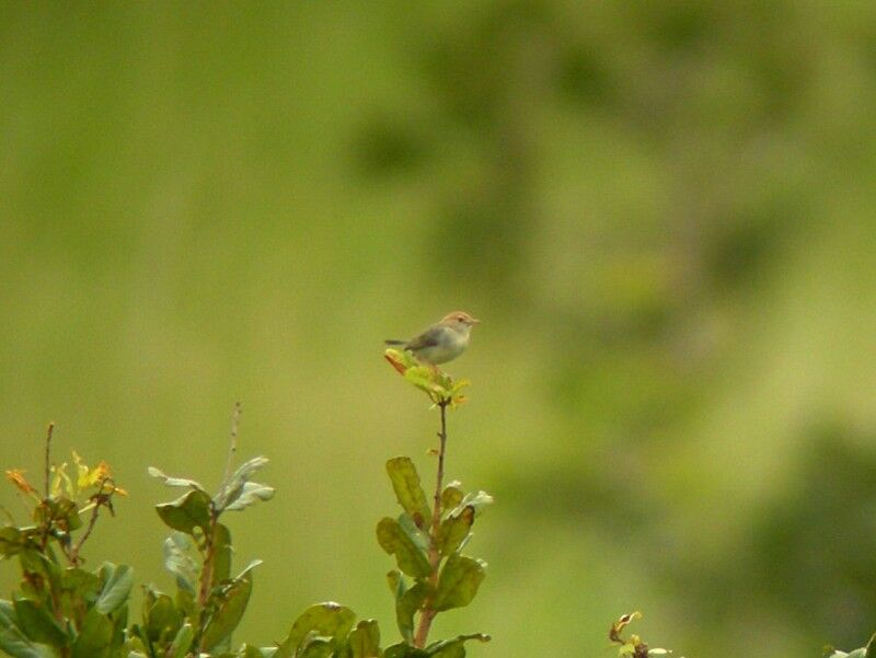 Neddicky male adult breeding, song