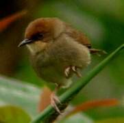 Chubb's Cisticola (discolor)