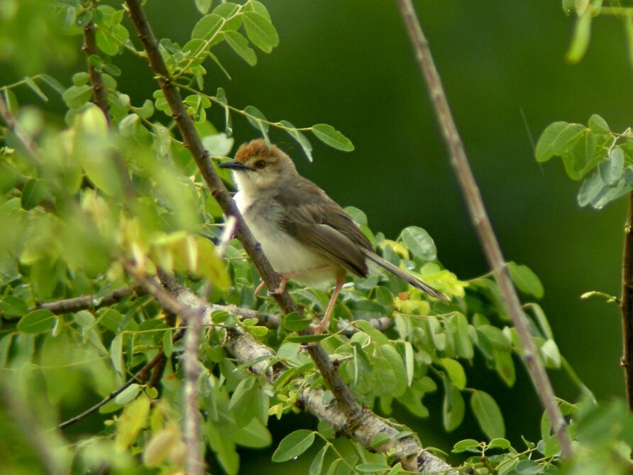 Chattering Cisticola male adult