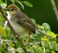 Chattering Cisticola