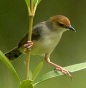 Chattering Cisticola