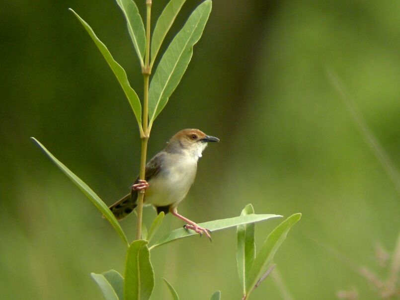 Chattering Cisticola male adult