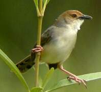 Chattering Cisticola