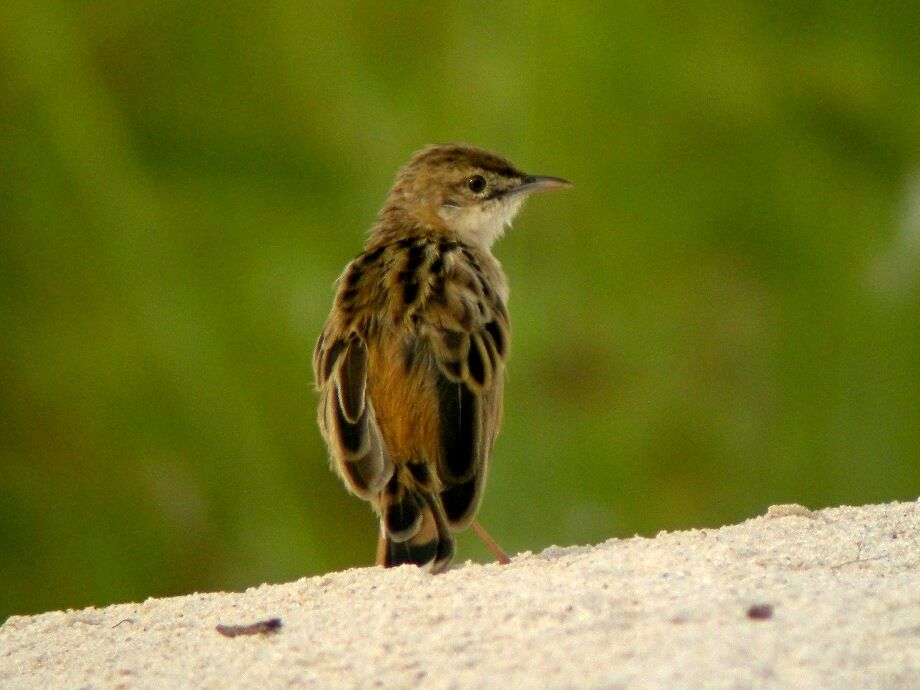 Pectoral-patch Cisticolaadult