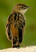 Pectoral-patch Cisticola