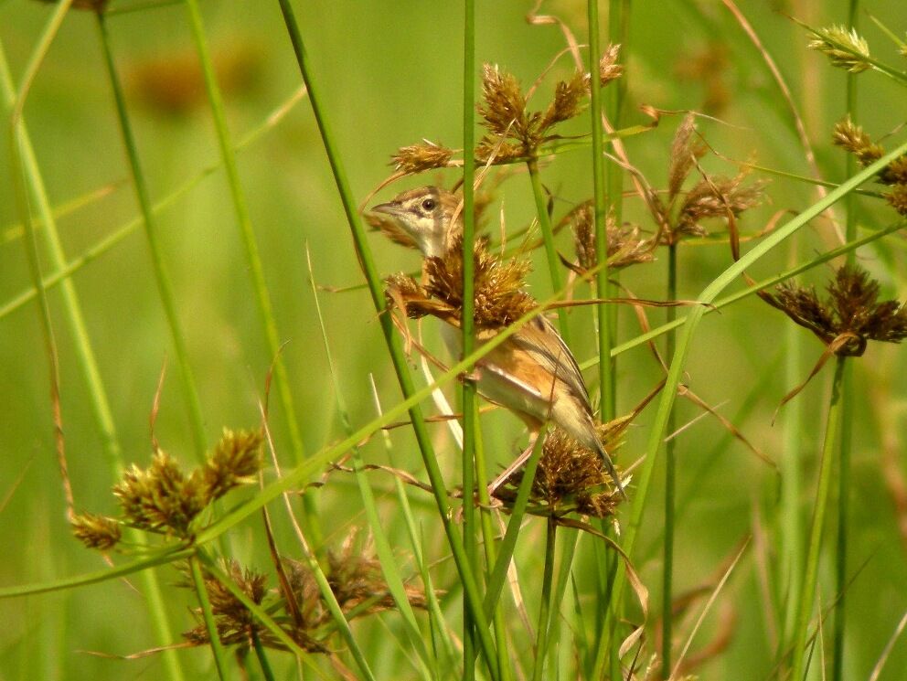 Cisticole bruneadulte