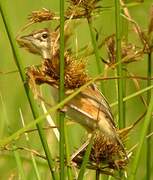 Pectoral-patch Cisticola