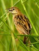 Pectoral-patch Cisticola