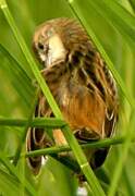 Pectoral-patch Cisticola