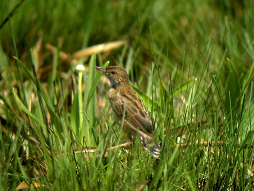 Pectoral-patch Cisticola