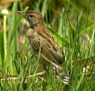 Pectoral-patch Cisticola