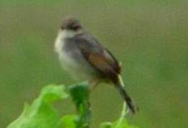 Singing Cisticola