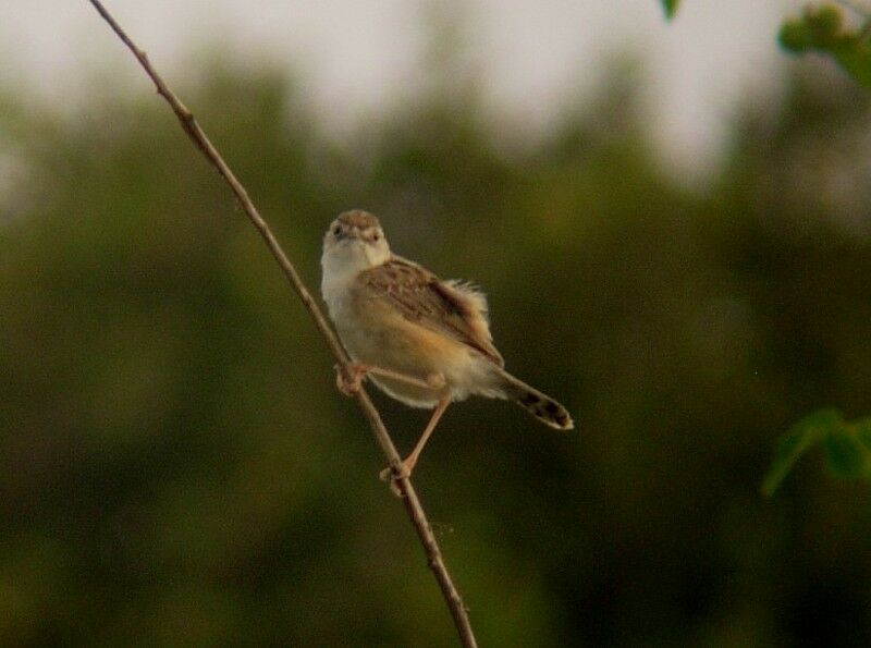 Zitting Cisticola male adult