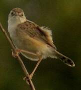 Zitting Cisticola