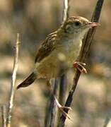 Zitting Cisticola