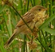 Winding Cisticola