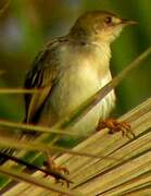 Winding Cisticola