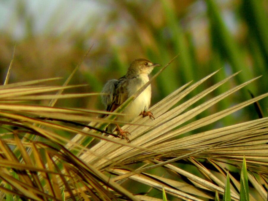 Winding Cisticola male adult