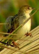 Winding Cisticola