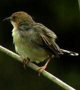 Winding Cisticola