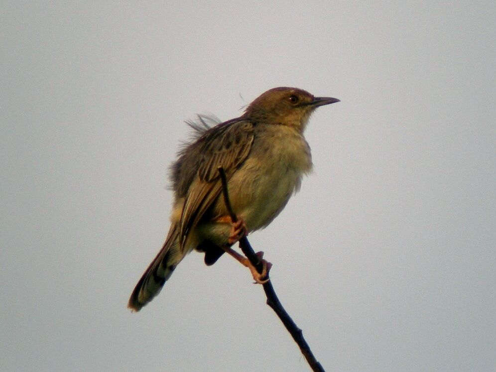 Winding Cisticola male adult, song