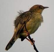 Winding Cisticola