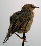 Winding Cisticola