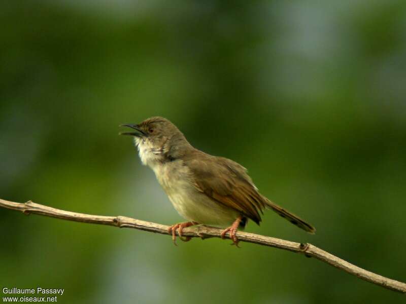 Whistling Cisticola male adult breeding, song