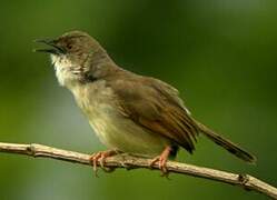 Whistling Cisticola