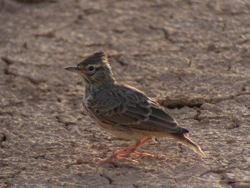 Cochevis de Théklaadulte, identification