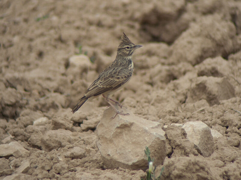 Thekla's Larkadult