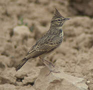 Thekla's Lark