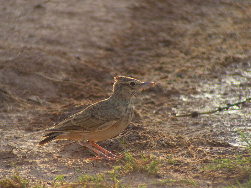 Crested Larkadult