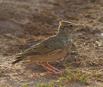 Crested Lark