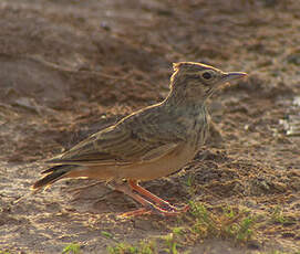 Cochevis huppé