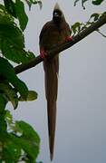 Speckled Mousebird