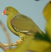 African Green Pigeon