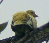 African Green Pigeon