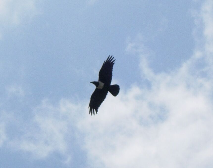 Pied Crowadult