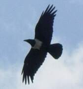 Pied Crow