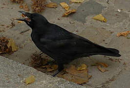 Carrion Crow