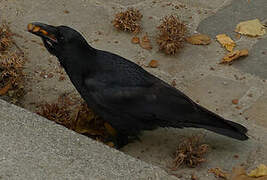 Carrion Crow