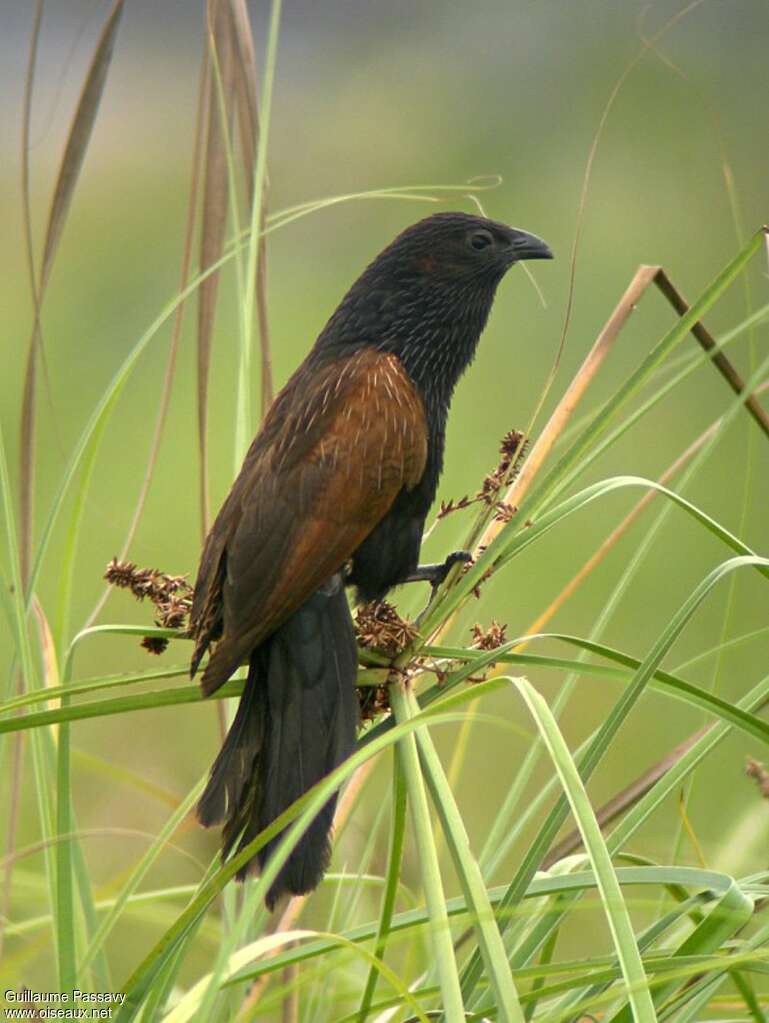 Coucal noiradulte, identification