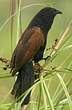 Coucal noir