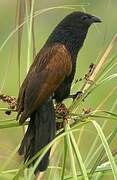 Black Coucal