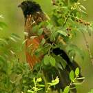 Coucal noir