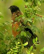 Black Coucal