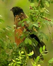 Coucal noir