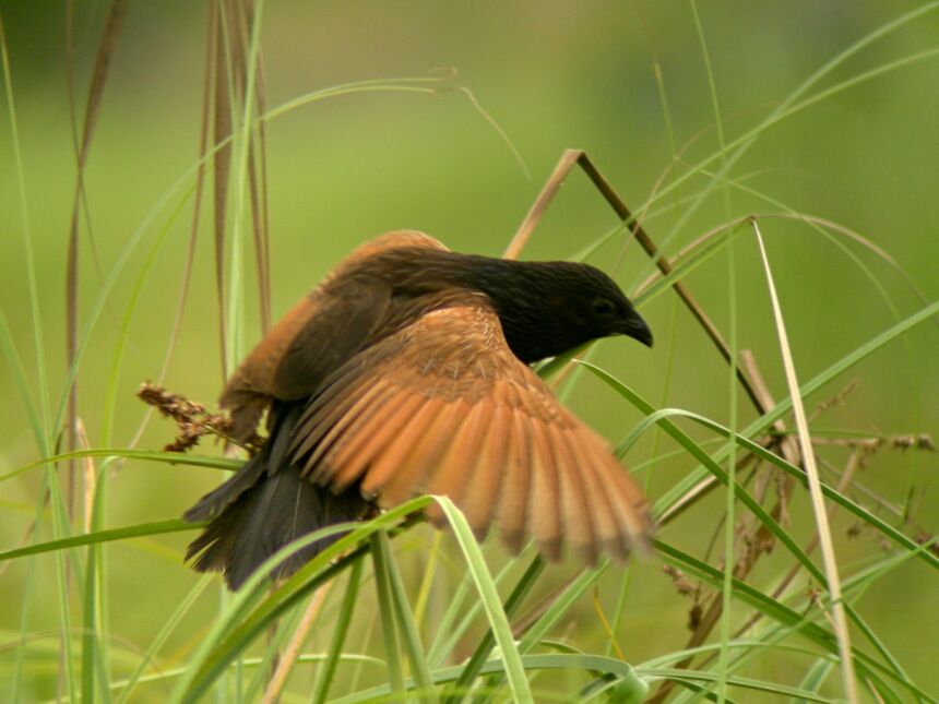 Black Coucaladult