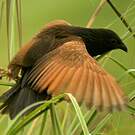 Coucal noir